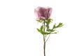 Pink tree peony flower, isolated on white background Royalty Free Stock Photo