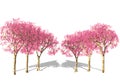 Pink Tree in spring.