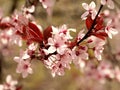 Pink tree in spring - detail of bloom