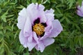 Pink treelike peony