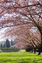 Pink trees