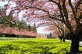 Pink trees