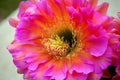 Pink Trichocereus Stamen