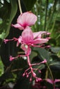 Pink tropical flower medinilla magnifica, in a greenhouse, on a background of greenery