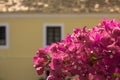 A Pink tropical flowers close up against a blurred yellow house with white windows and brown roof Royalty Free Stock Photo