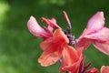 Beautiful Canna Lily macro photo. Pink tropical flowers background Royalty Free Stock Photo