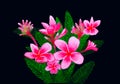 Pink tropical flowers with five petals Royalty Free Stock Photo