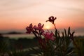 Pink tropical flowers on the sea sunset background. Royalty Free Stock Photo
