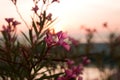 Pink tropical flowers on the sea sunset background. Royalty Free Stock Photo