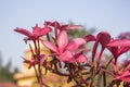 Pink tropical frangipani flowers close up on a blurred background of a house and blue sky. plumeria Royalty Free Stock Photo