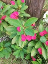 Pink tropical garden flowers in garden