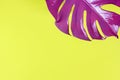 Pink tropical split leaf on bright yellow background