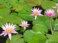 Pink tropical water lily's