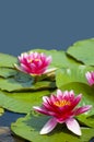 Pink tropical waterlily Royalty Free Stock Photo