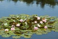 Pink tropical waterlily Royalty Free Stock Photo