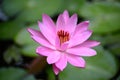 Pink tropical Waterlily flower Nymphaea in pond Royalty Free Stock Photo
