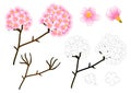 Pink Trumpet Flower Tree Outline. isolated on White Background. Vector Illustration.