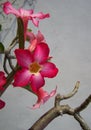 Pink trumpet flower - vertical Royalty Free Stock Photo