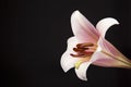 Pink trumpet lily Royalty Free Stock Photo