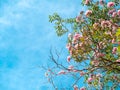 Pink trumpet or Rosy trumpet (Tabebuia rosea) tree and flowers with blue clear sky. Royalty Free Stock Photo