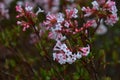 Pink trumpet shaped flower cluster of flowering shrub plant Viburnum Farreri