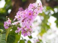 Pink Trumpet shrub Tree, Pink Tecoma name flower bouquet beautiful blurred on nature