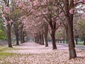 Pink trumpet tree