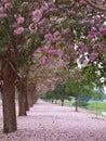 Pink trumpet tree