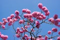 Pink trumpet tree and flower