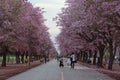 Pink trumpet tree flower blossom.