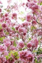 Pink trumpet tree flower blossom.