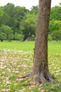 Pink trumpet tree Royalty Free Stock Photo