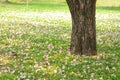 Pink trumpet tree Royalty Free Stock Photo