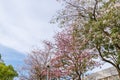 Pink trumpet tree flowers with blue sky behind Royalty Free Stock Photo