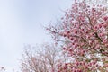 Pink trumpet tree flowers with blue sky behind Royalty Free Stock Photo