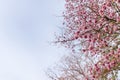 Pink trumpet tree flowers with blue sky behind Royalty Free Stock Photo