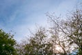 Pink trumpet tree flowers with blue sky behind Royalty Free Stock Photo