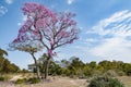 Pink trumpet tree in the Pantanal in Brazil
