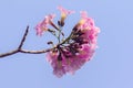 Pink trumpet tree, Tabebuia rosea, Bignoniaceae Beautiful bloom Royalty Free Stock Photo