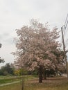Pink trumpet tree,Tabebuia rosea and blue sky background