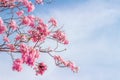 Pink trumpet tree or Tabebuia rosea; fresh pink flowers and green leaves on branches of the pink trumpet tree under the blue sky Royalty Free Stock Photo