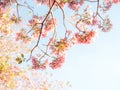 Pink trumpet tree and Tabebuia rosea. Royalty Free Stock Photo