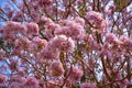 Pink trumpet tree Royalty Free Stock Photo