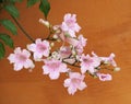 Pink Trumpet Vine Or Podranea Ricasoliana In Faro Portugal