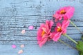 Pink tsinia flowers on a blue wooden background, space for text, top view Royalty Free Stock Photo