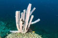 Pink tube sponge Royalty Free Stock Photo