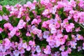 Pink tuberous begonias flowers in garden Royalty Free Stock Photo