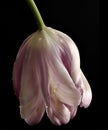 Pink Tulip Royalty Free Stock Photo