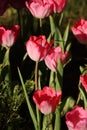 Pink tulip