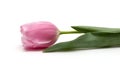 Pink tulip